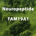 New FAM19A1 Neuropeptide